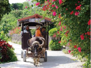 竹富島の街並みを水牛車でゆっくり観光