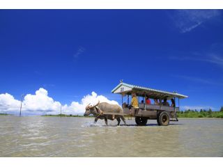 水牛車で渡る由布島