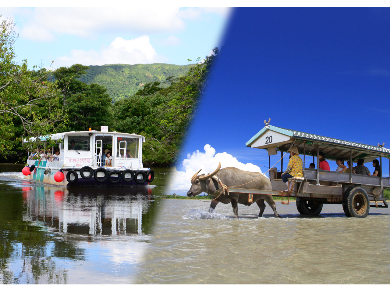 世界自然遺産西表島と水牛車で行く由布島のんびり満喫コース