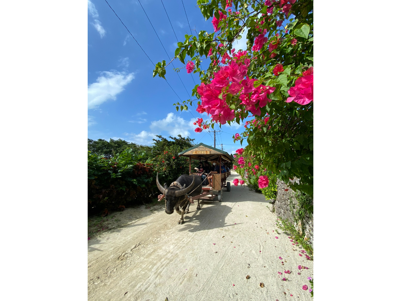 水牛と一緒に、ゆっくり進む昔ながらの旅路。