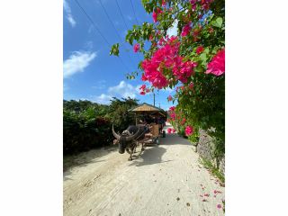 水牛と一緒に、ゆっくり進む昔ながらの旅路。
