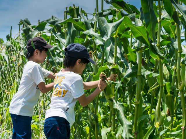 やさい畑で収穫した野菜をBBQに持ち込んでもOKです!