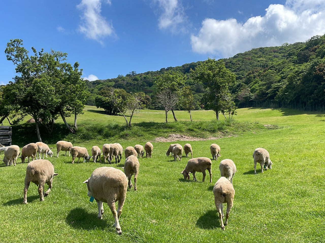 ɂ́ACOh̋ũV{łRA͂߁AЂȂǖ30ނ̓̂т̂тƕ炵Ă܂