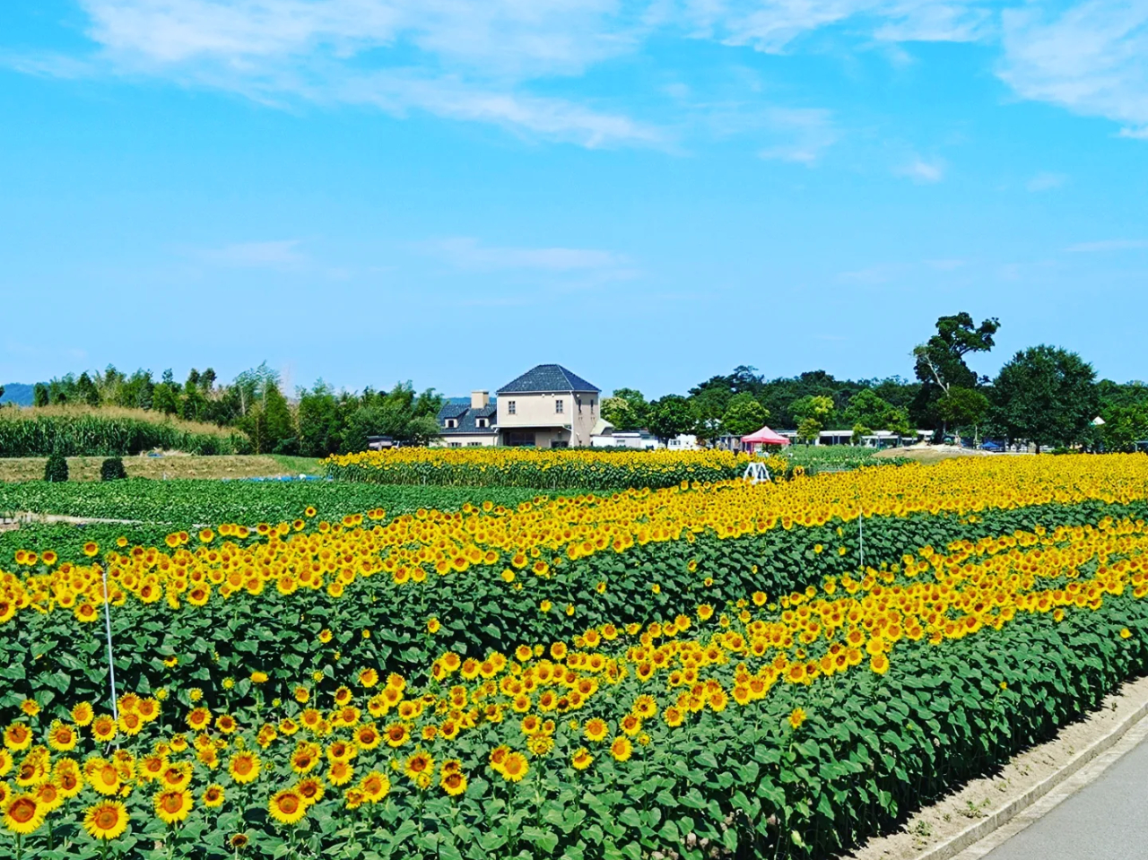 t̓ltBAĂ͂Ђ܂AH̓RXXA~̓`[bvȂǁANG߂̉ԁXy߂܂I