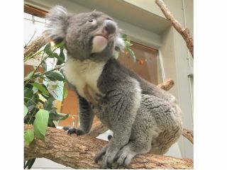 南方系と北方系コアラ 6頭を飼育展示しています。