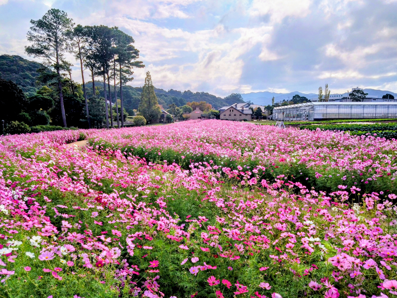 t̓ltBAĂ͂Ђ܂AH̓RXXA~̓`[bvȂǁANG߂̉ԁXy߂܂I