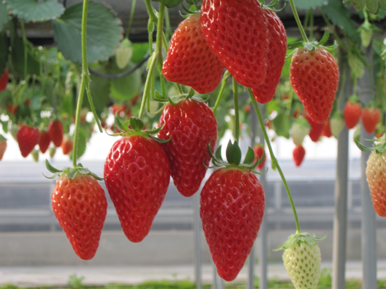 ̕i5ނ܂AfvԂ͍̂Ȃi邩܂BB傫iƏ߂̕i킪܂B