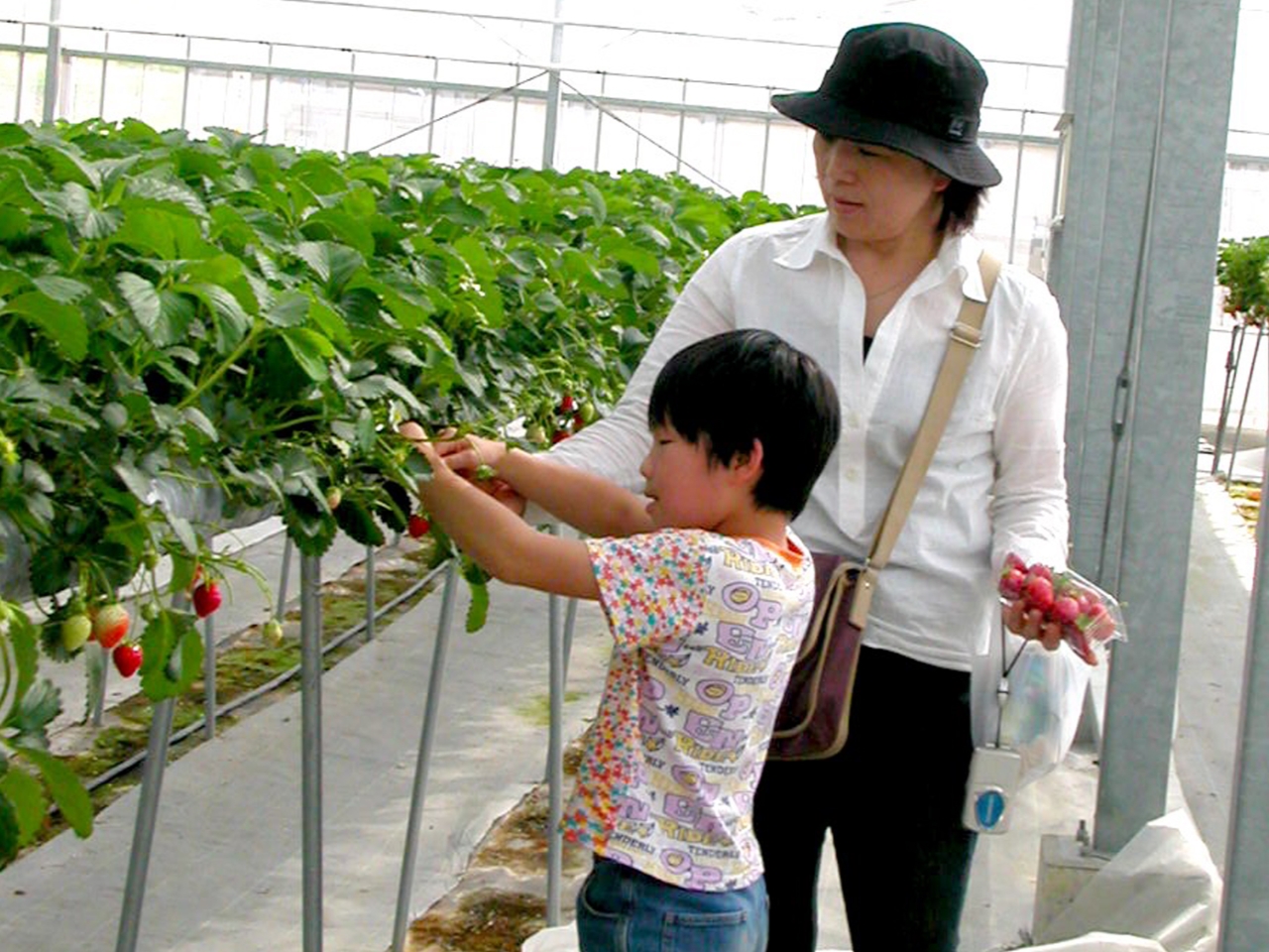 ���n�̌��̗l�q�ł��B�͂��݂͋C�����Ďg���ĂˁB�ŏ��ɃX�^�b�t�̕��������������܂���B