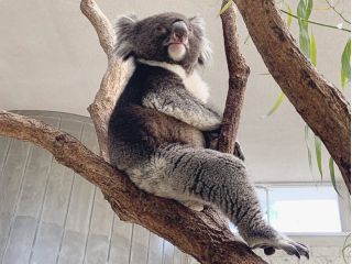 イングランドの丘のシンボルである「コアラ」を間近でみよう!