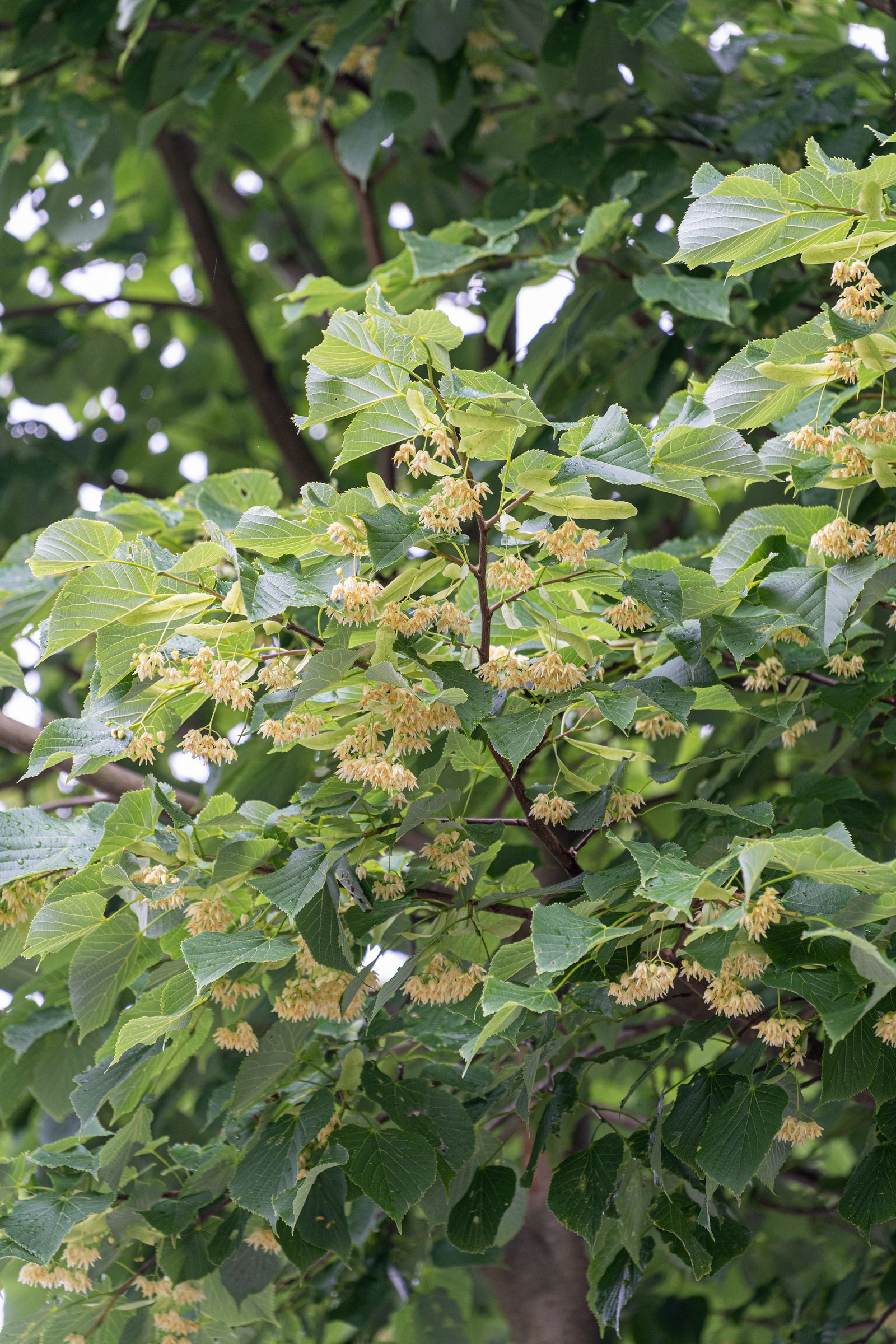 ͂̃VimLɍ炭Ԃ̃GLX𒊏oĐΌ܂B̃GLXɂ́mR_n܂܂Ă̂ŏɍD]łB