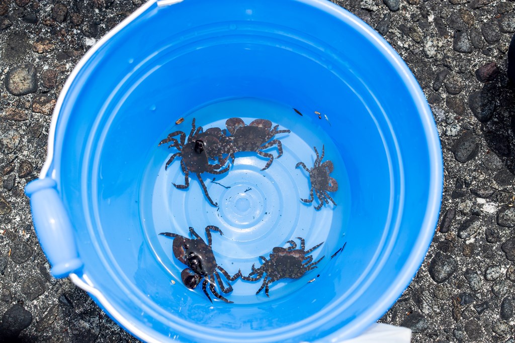 zȏɃJj߂܂̂͑ρIȂ͉C߂܂H