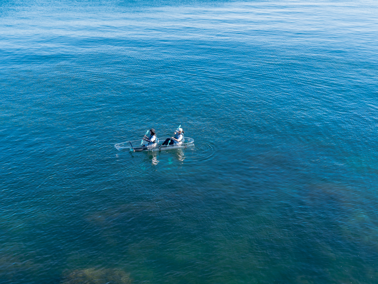 ゆらゆら、ゆらゆら、自然体で優雅なくらげのように自由自在ウミを回遊します。