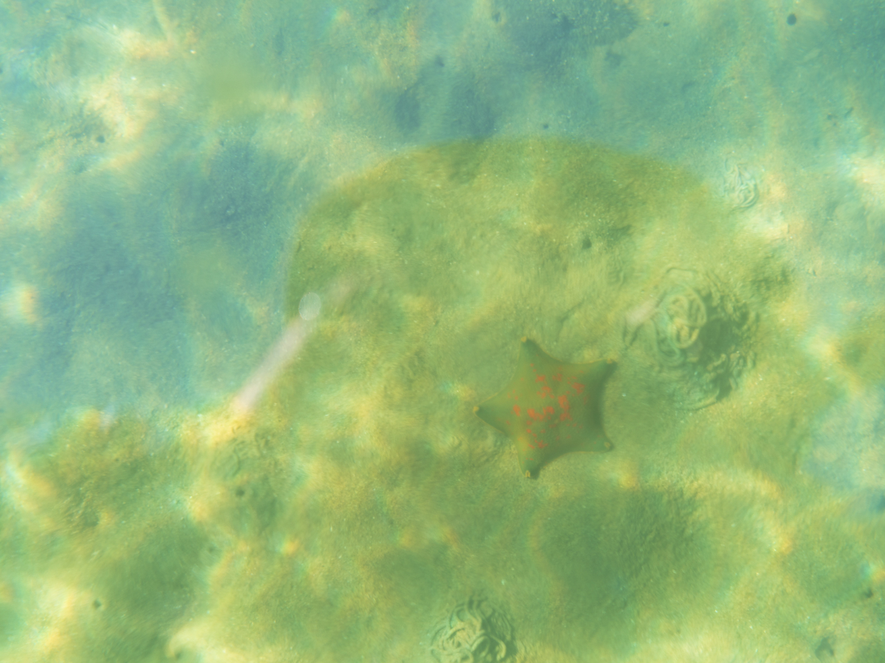 この日はラッキーでした。フグやアジの大群に遭遇!日によって出逢えるかは運次第ですが、様々な魚と一緒に泳いでいる気分になります。