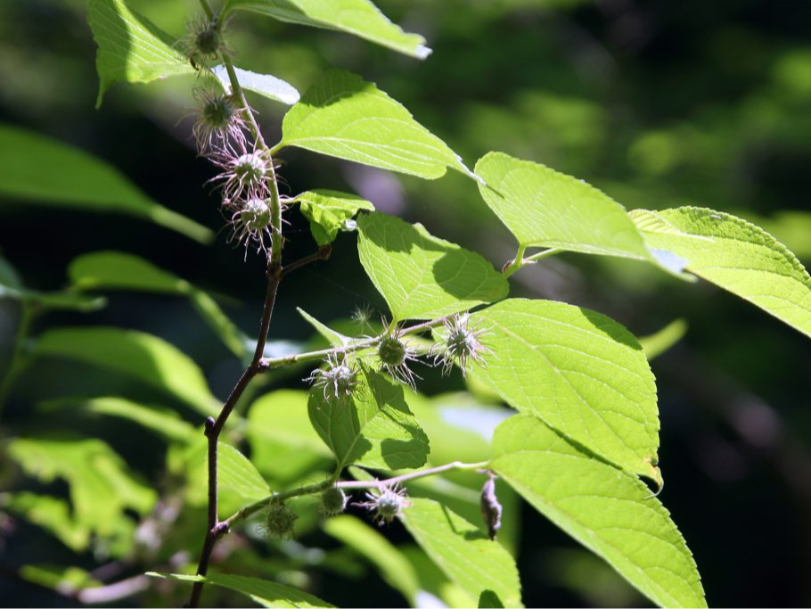 和紙の原料となる楮の花