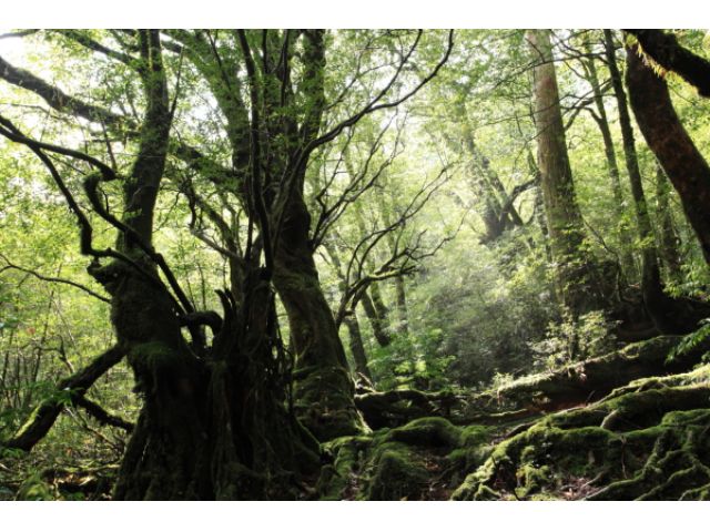 光のさす苔の森へ