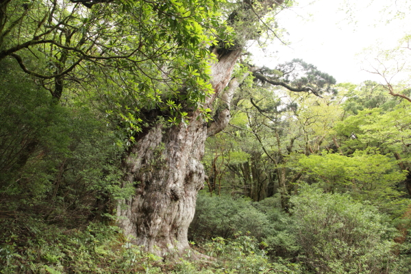 推定樹齢7200年と言われる縄文杉。