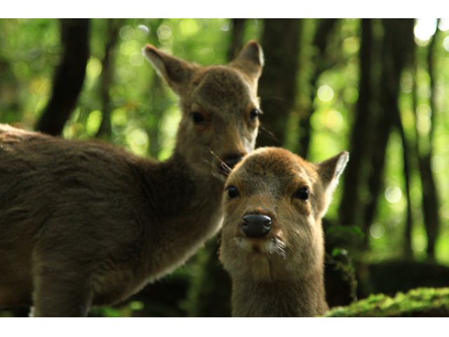 道中出会うヤクシカ