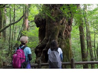 巨木の森ヤクスギランド。