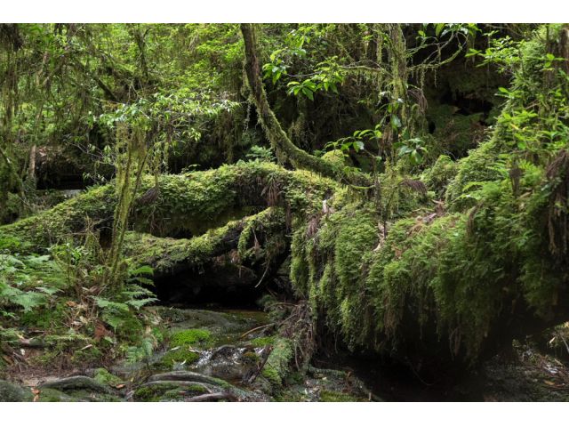 苔の綺麗な森。
