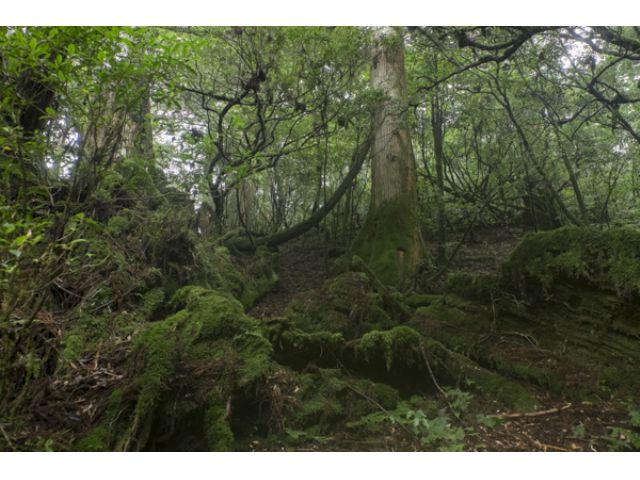 苔の綺麗な天文の森