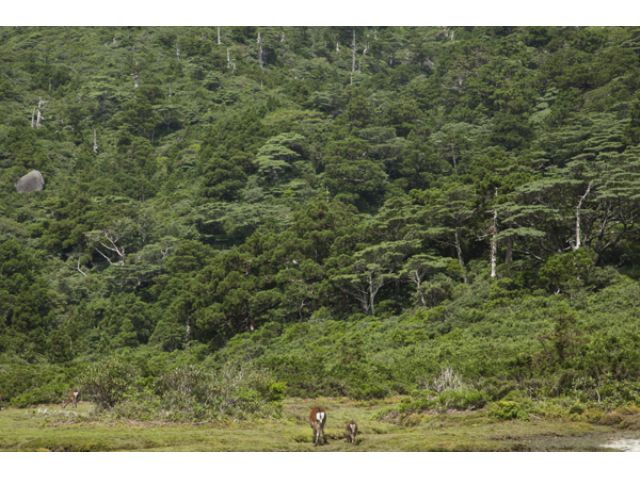 鹿の親子に遭遇することも!