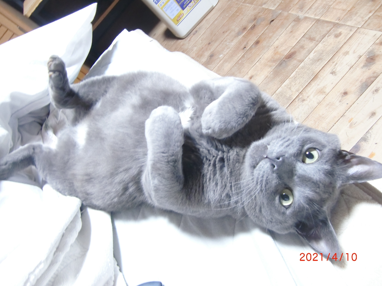 ���O�̓����@����Ȋi�D�ł��݂܂���B����ł��ڑҌW�ł��B