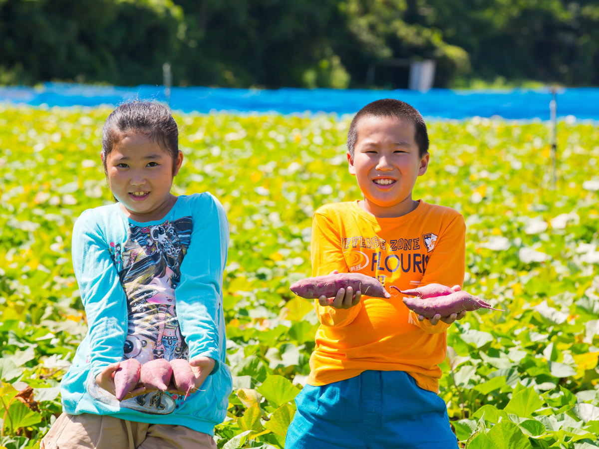 食べ頃サイズの鳴門金時が採れました。