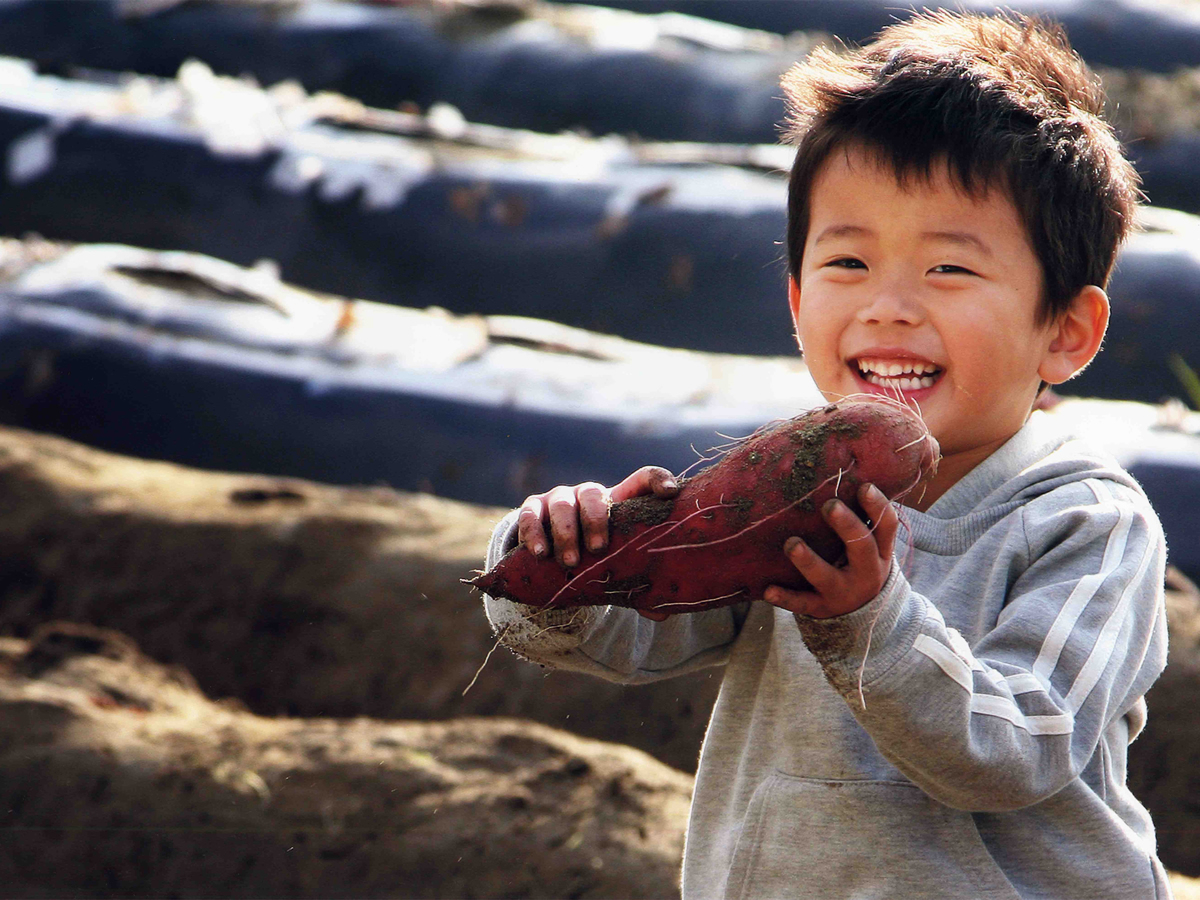 \お土産付き!/なると金時芋ほり体験!ほくほくの鳴門金時の芋を収穫しよう!【カッ...