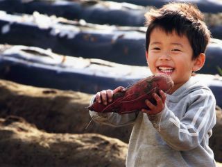 大きいサイズの鳴門金時が採れることもあります。どんな鳴門金時が採れるか楽しみですね。