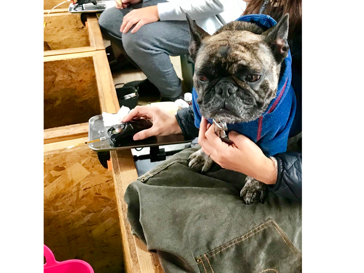 ペットと一緒に楽しめます