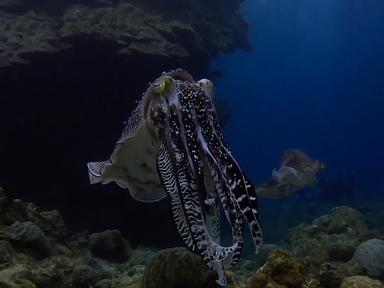 八重山にはたくさんの生物がいるので、毎日ワクワクです。