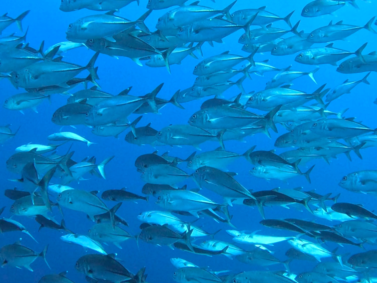 マンタ以外にも様々な生き物が多く観察できます。