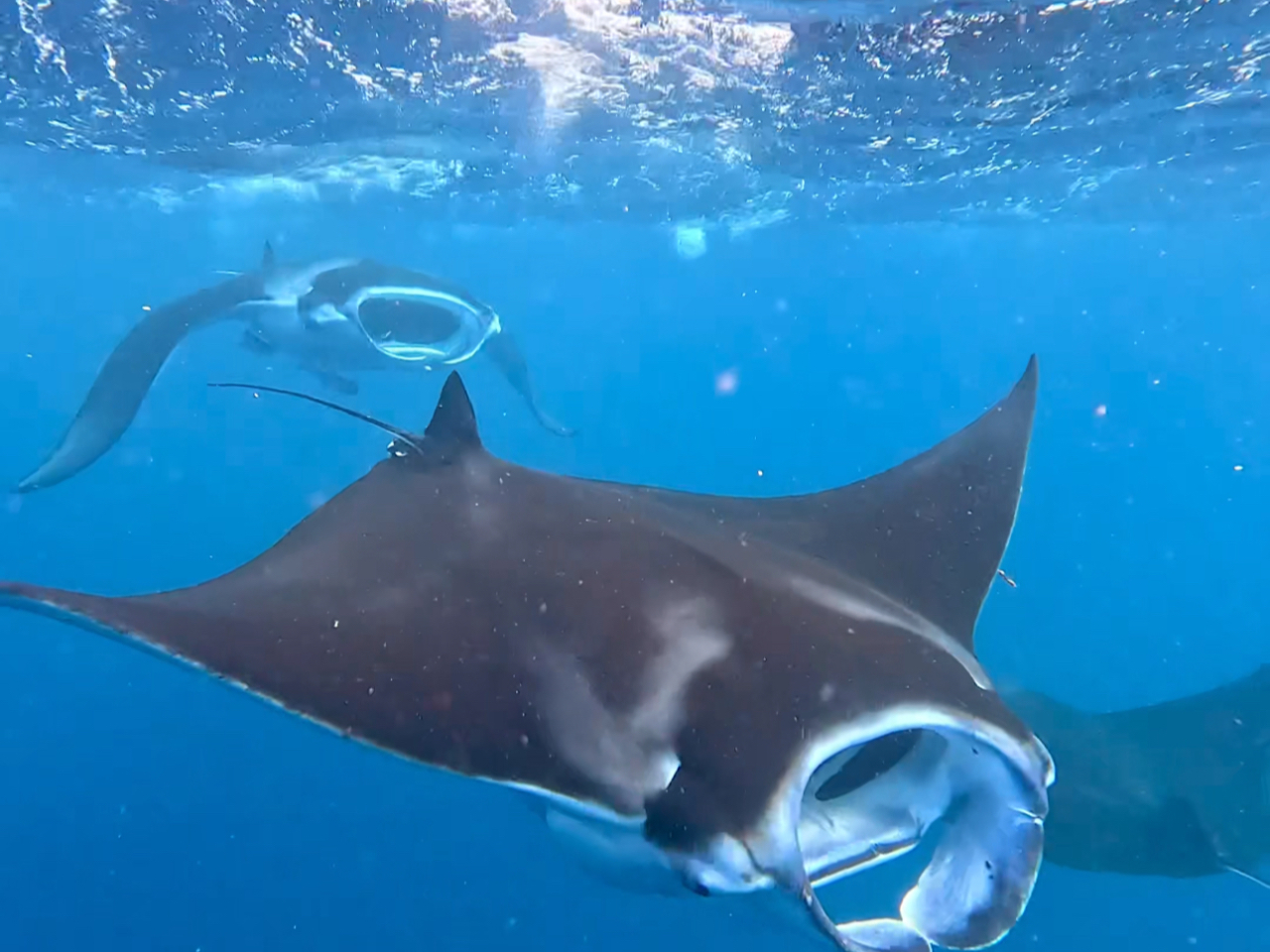 運がよければ、マンタに遭遇できるかも?!