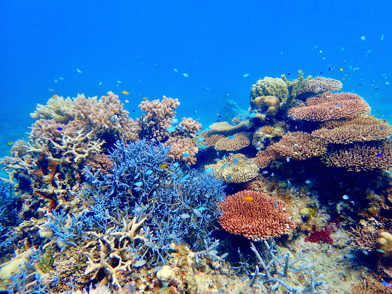八重山のたくさんのサンゴを眺めることもできます!