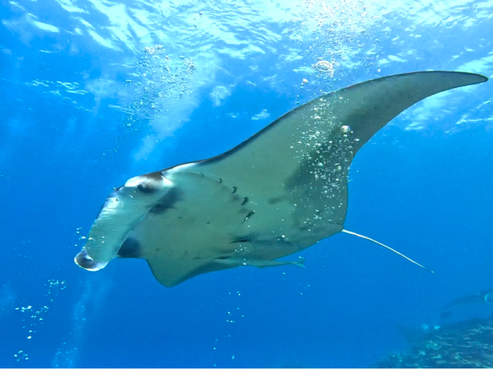 マンタが近くにド迫力な写真も撮れたりします!