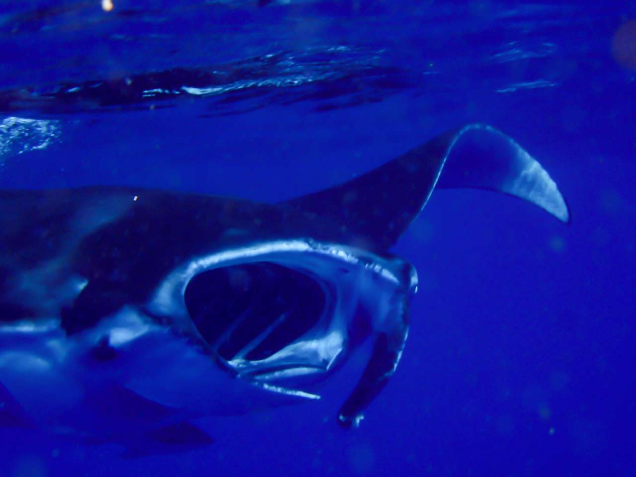フレンドリーなマンタが近くに寄ってきます
