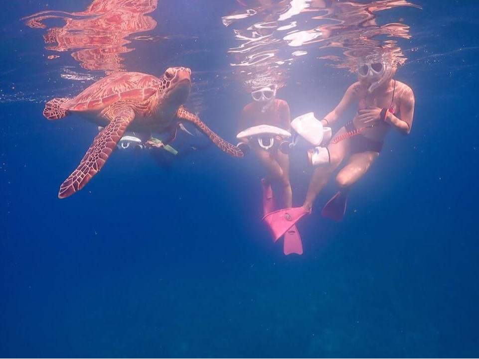 ウミガメとも仲良しになれちゃう