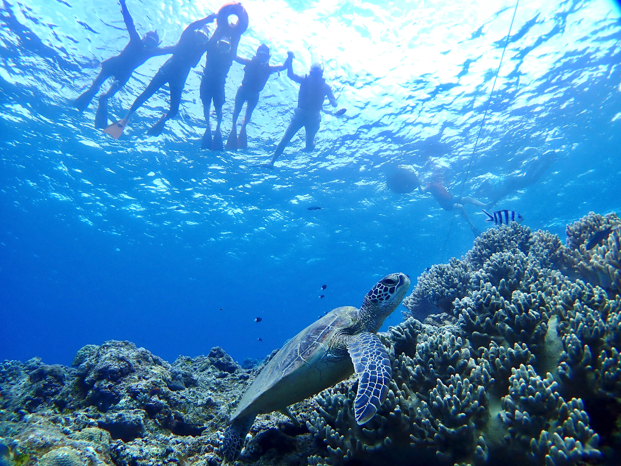 シュノーケルからでもウミガメが見れちゃうよ