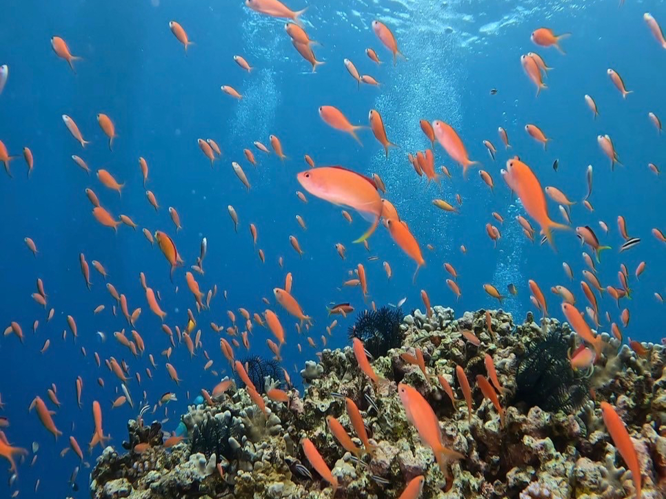 きれいな魚たちと八重山の海を堪能してください