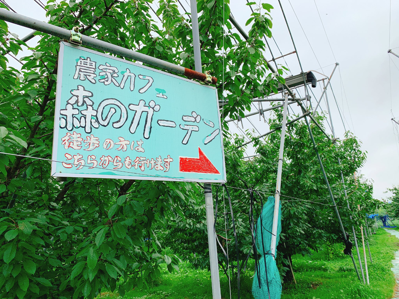 �܂邹���ʎ����ɗ����琥��X�̃K�[�f���ɂ���������肭��������