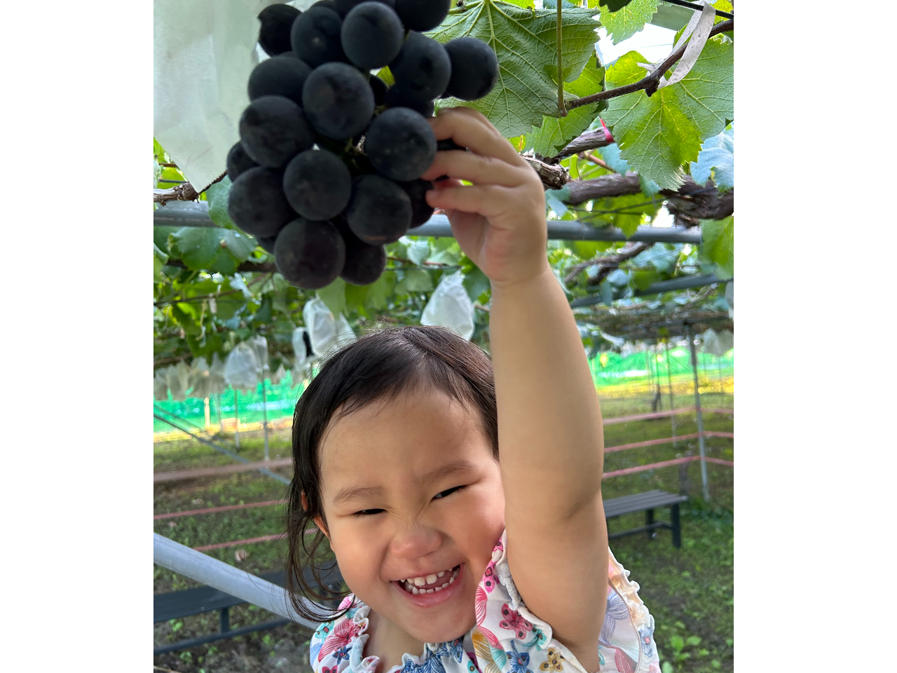 小さい子でもぶどう狩り体験が可能です!