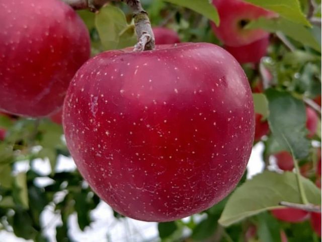 りんご狩り30分食べ放題