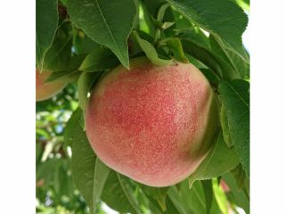まるせい果樹園 ≪新型コロナウィルス感染拡大防止対策中≫