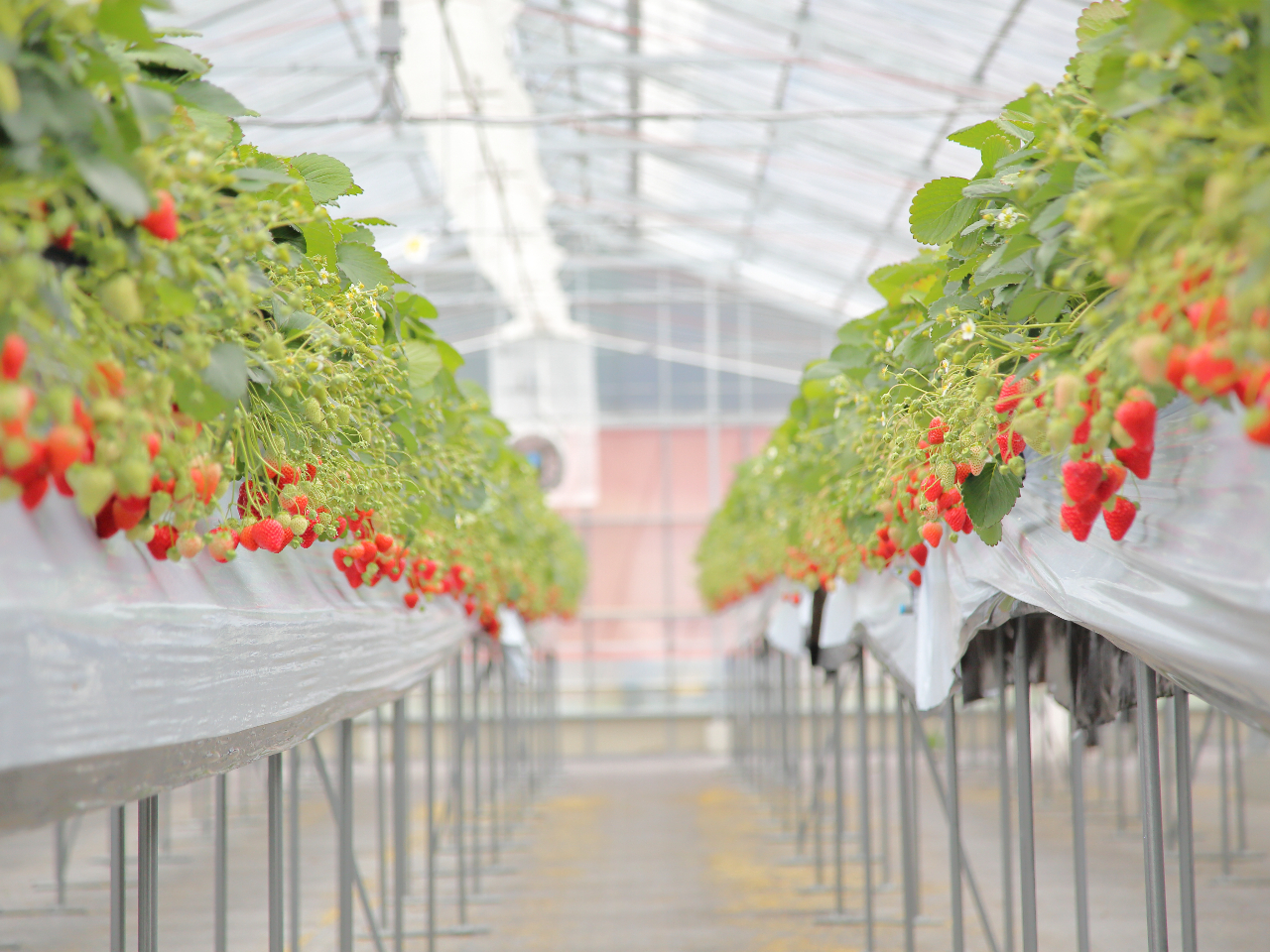 �L��ȃr�j�[���n�E�X�ō��ݍ����������y���߂܂��B 100���l�܂ł̒c�̗l�ɂ��Ή����Ă���܂��B���O�ɂ��⍇�����������B