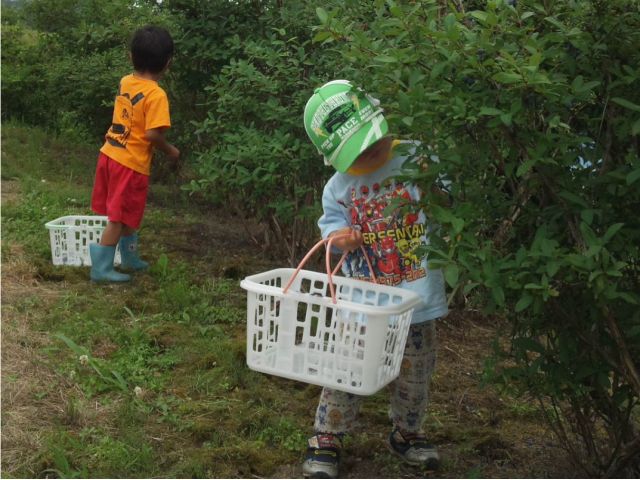 ハスカップ狩り初体験プラン お子様無料 土居ハスカップ農園 じゃらん遊び体験 ハスカップ狩り初体験プラン お子様無料 土居ハスカップ農園 じゃらん遊び体験