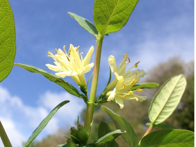 ハスカップ狩り初体験プラン お子様無料 土居ハスカップ農園 じゃらん遊び体験 ハスカップ狩り初体験プラン お子様無料 土居ハスカップ農園 じゃらん遊び体験