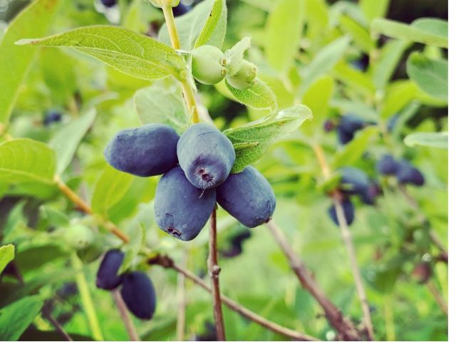 ハスカップ狩り初体験プラン お子様無料 土居ハスカップ農園 じゃらん遊び体験 ハスカップ狩り初体験プラン お子様無料 土居ハスカップ農園 じゃらん遊び体験