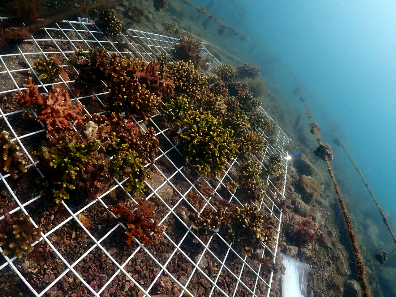 ȂAĂꂽTS̂悤ɂȂ邩܂