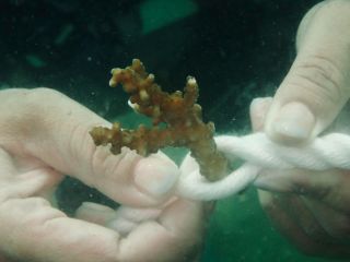 サンゴの苗を植えてもらいます