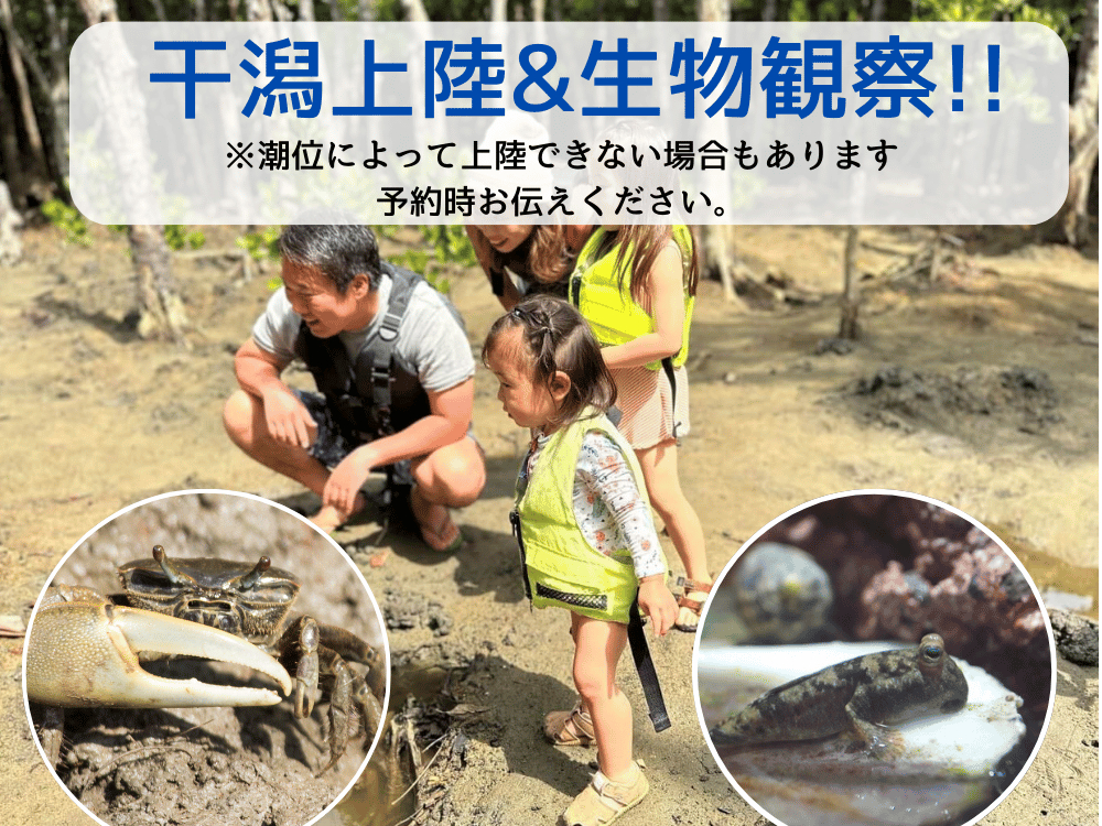 マングローブ内の干潟に上陸&生物観察ができます!潮位によっては上陸できないこともあるのでご予約時にご希望をお伝えください。